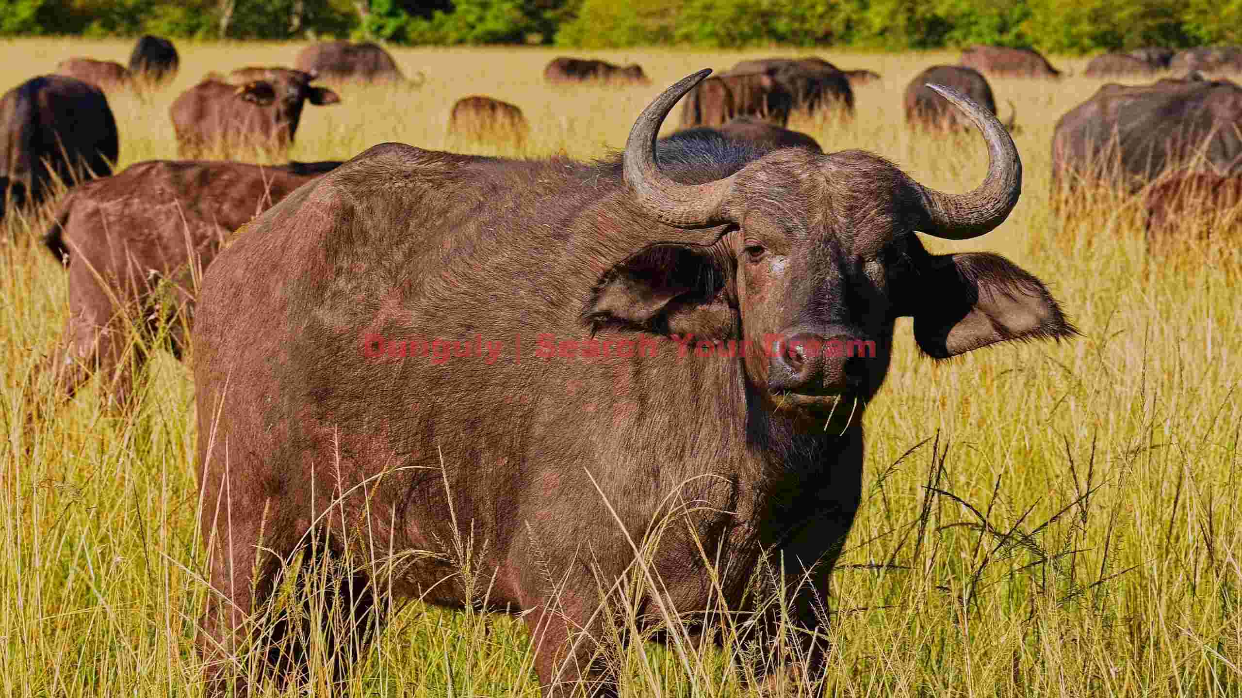 majestic african cape buffalo in golden savanna majestic african cape buffalo in golden savanna