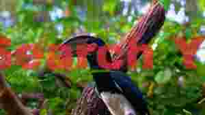 majestic african pied hornbill in green forest