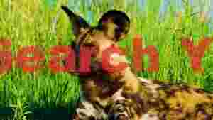 At Home majestic african wild dog in lush grass