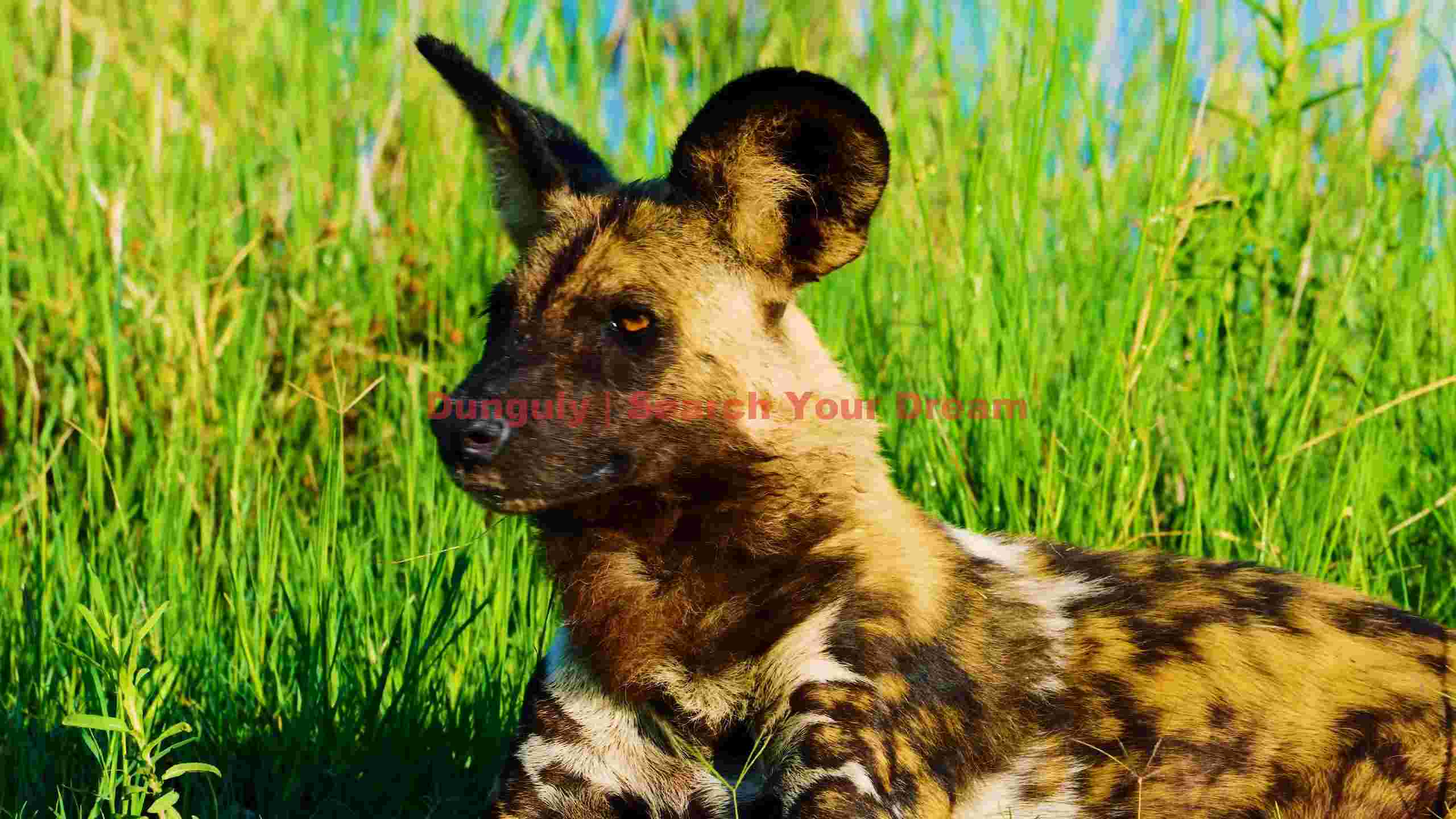majestic african wild dog in lush grass majestic african wild dog in lush grass