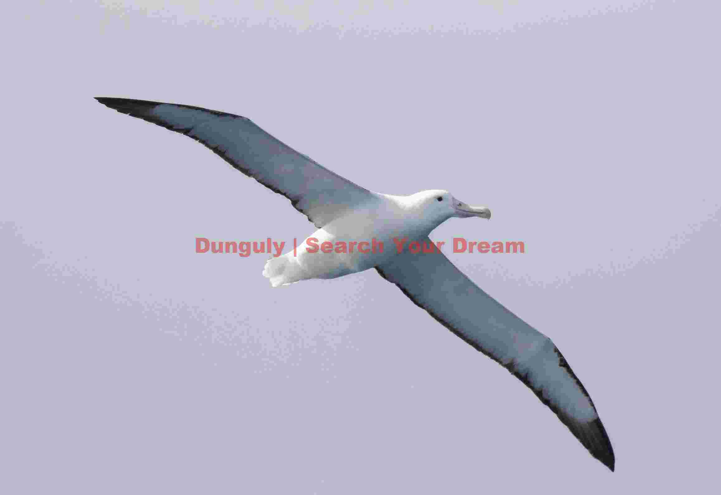 majestic albatross soaring skyward majestic albatross soaring skyward