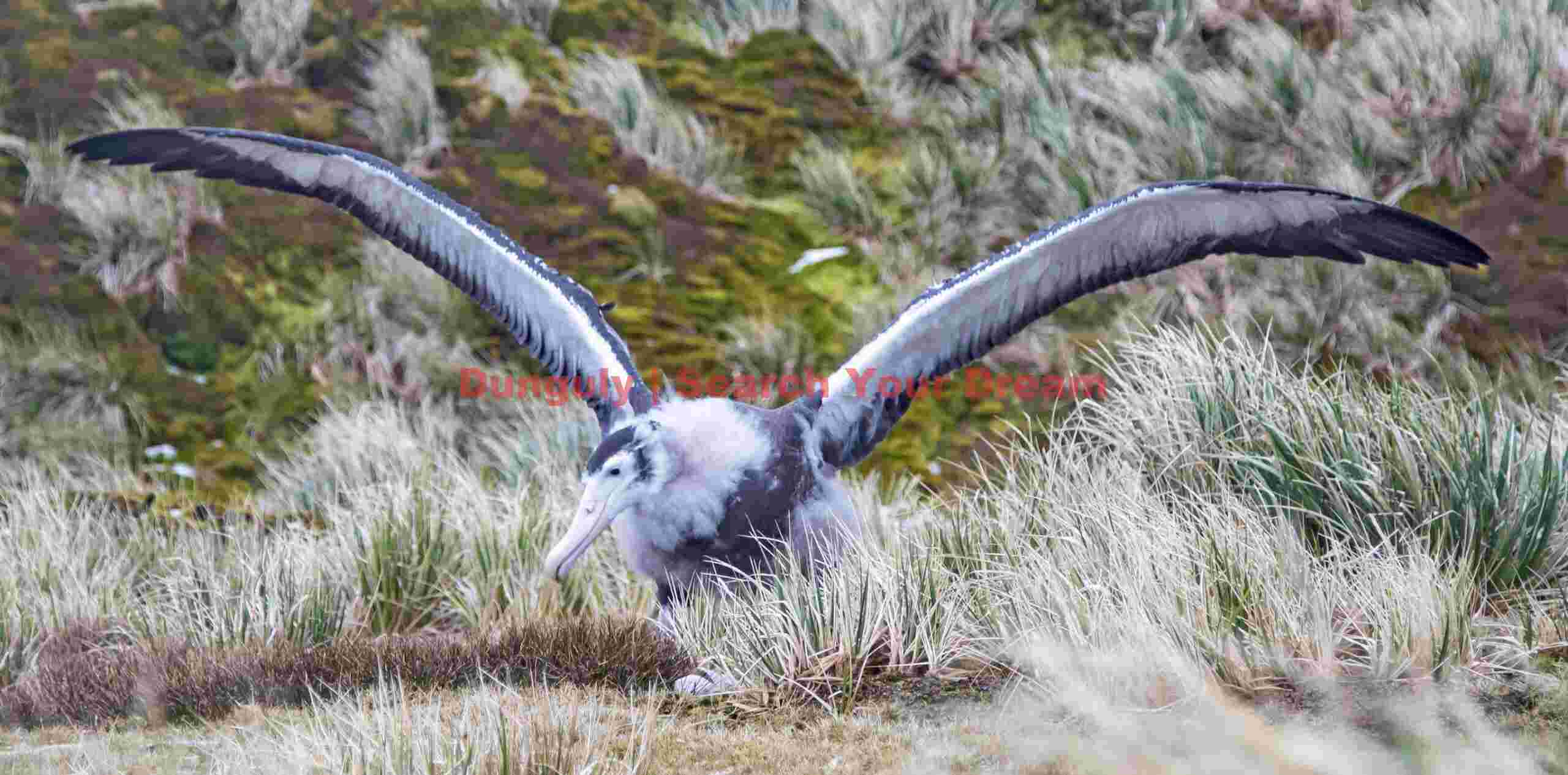majestic albatross with wings outspread majestic albatross with wings outspread