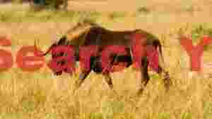 majestic black wildebeest in golden grass
