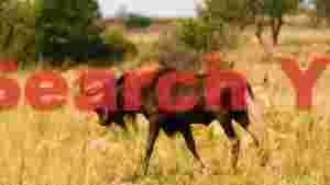 At Home majestic black wildebeest in golden savannah