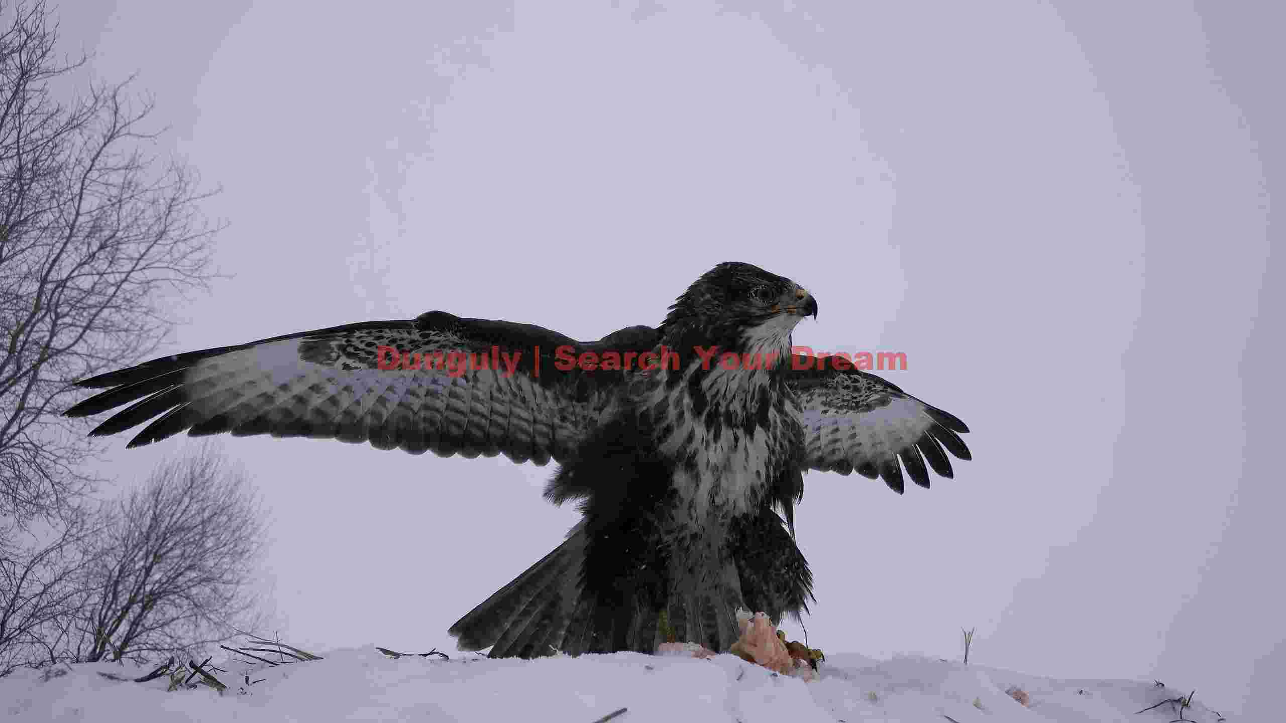 majestic buzzard spreading wings in winter snow majestic buzzard spreading wings in winter snow