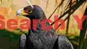 At Home majestic dark eagle portrait