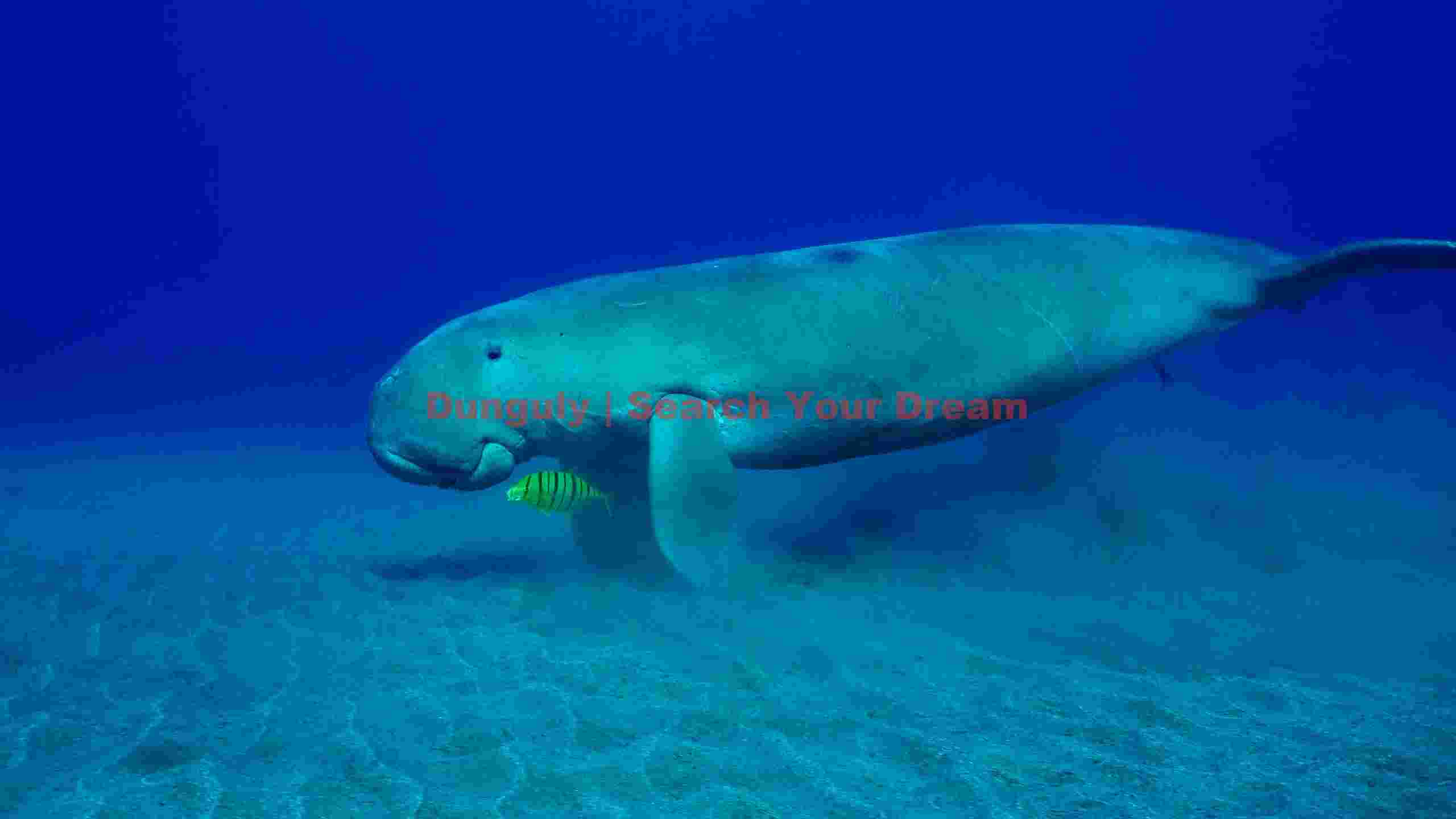 majestic dugong and pilot fish in serene blue ocean majestic dugong and pilot fish in serene blue ocean
