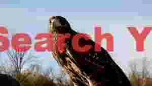 majestic falcon under clear sky