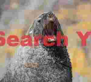 majestic fur seal yawn