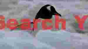 majestic gentoo penguin in winter snow