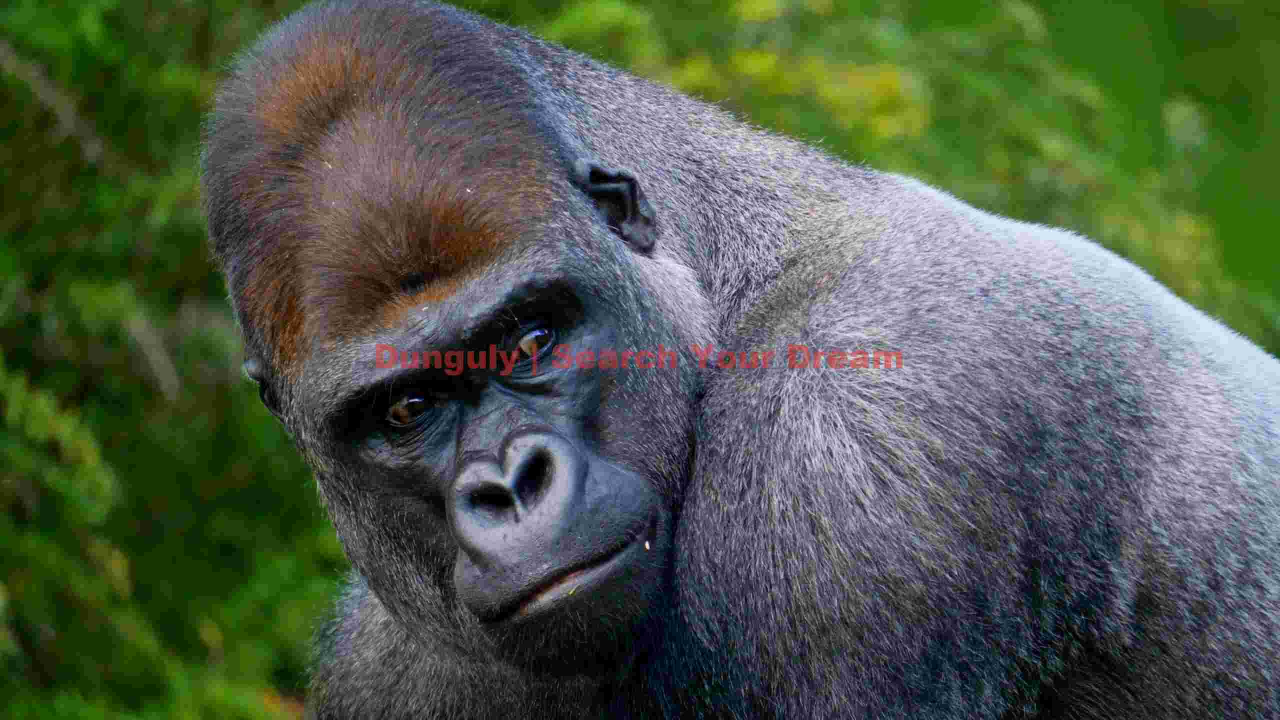 majestic gorilla gaze portrait majestic gorilla gaze portrait