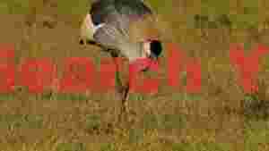 majestic grey crowned crane foraging