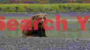 At Home majestic grizzly bear by the river