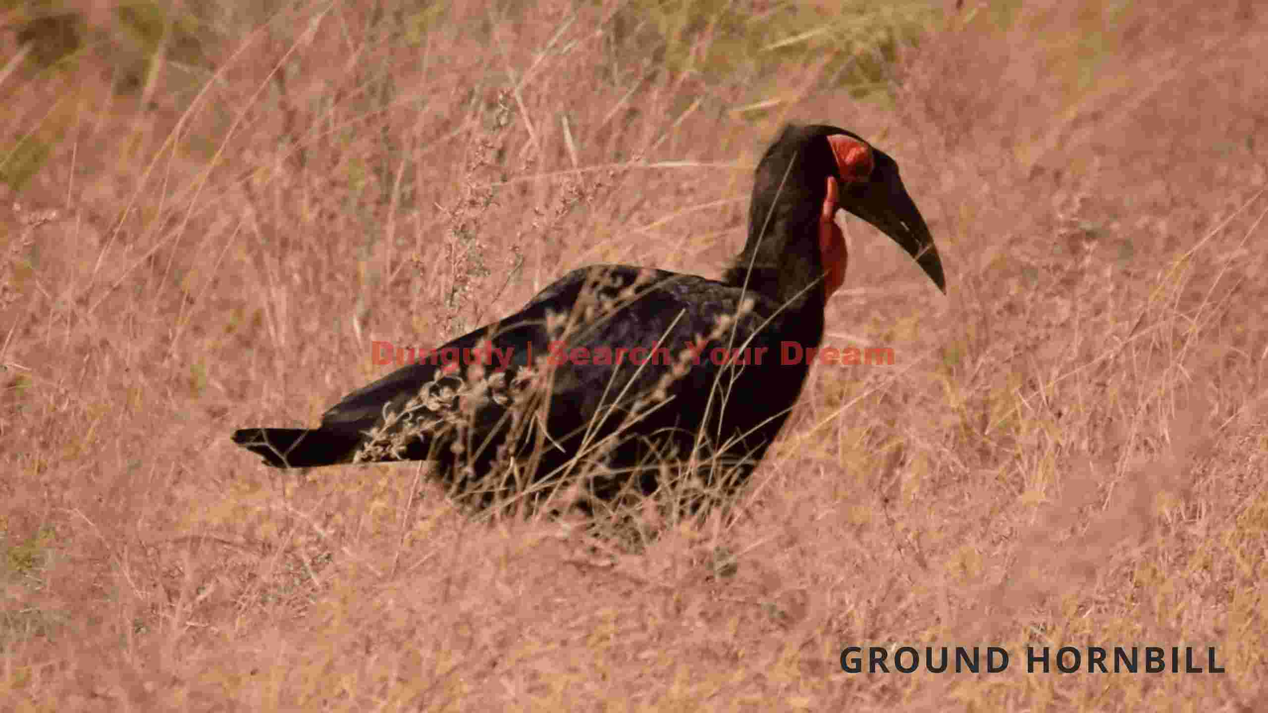majestic ground hornbill in golden savanna majestic ground hornbill in golden savanna