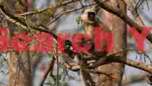 majestic hanuman langur in forest canopy