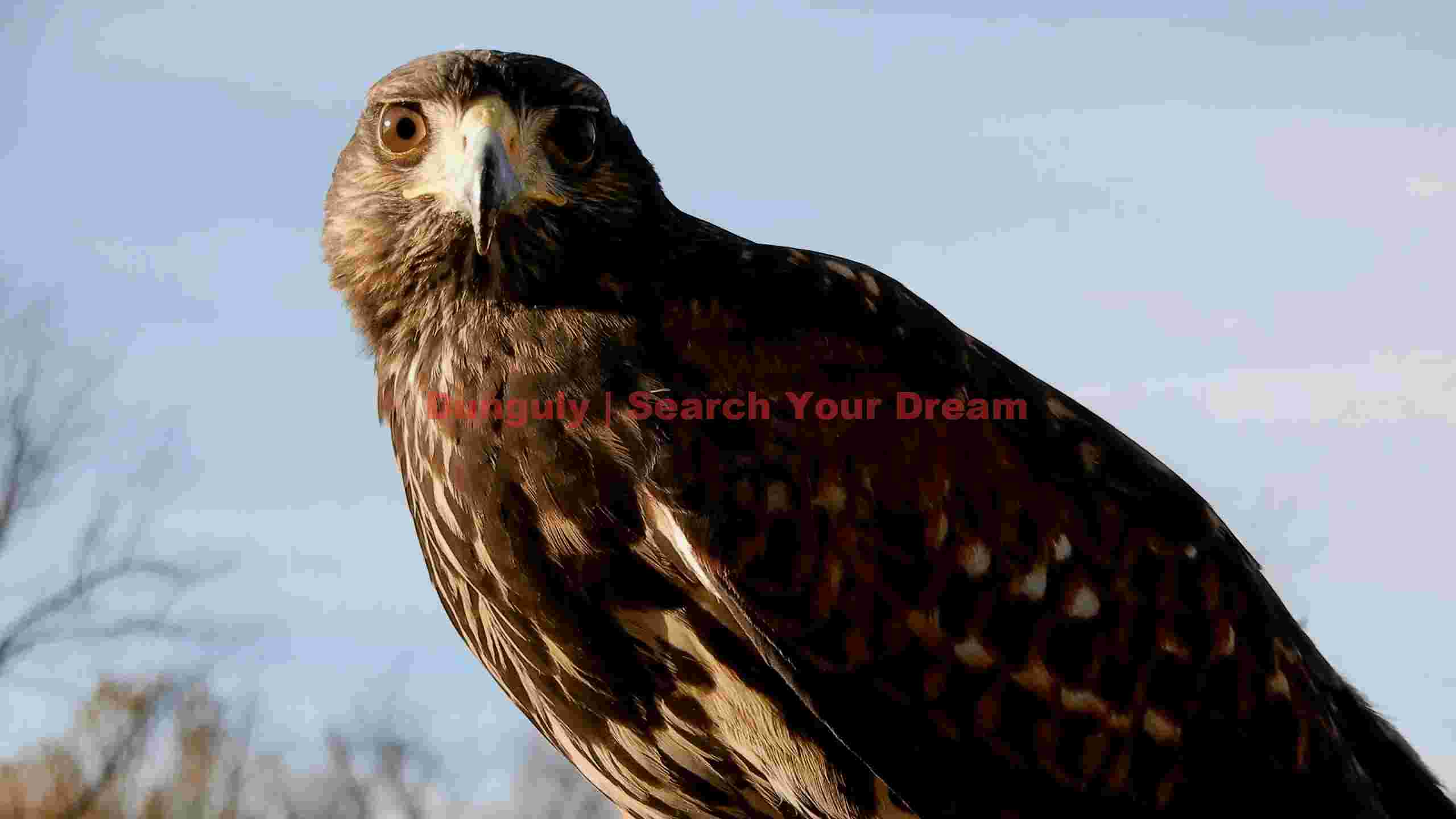 majestic hawk intense gaze portrait majestic hawk intense gaze portrait