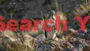 At Home majestic hawk perched on rocky outcrop