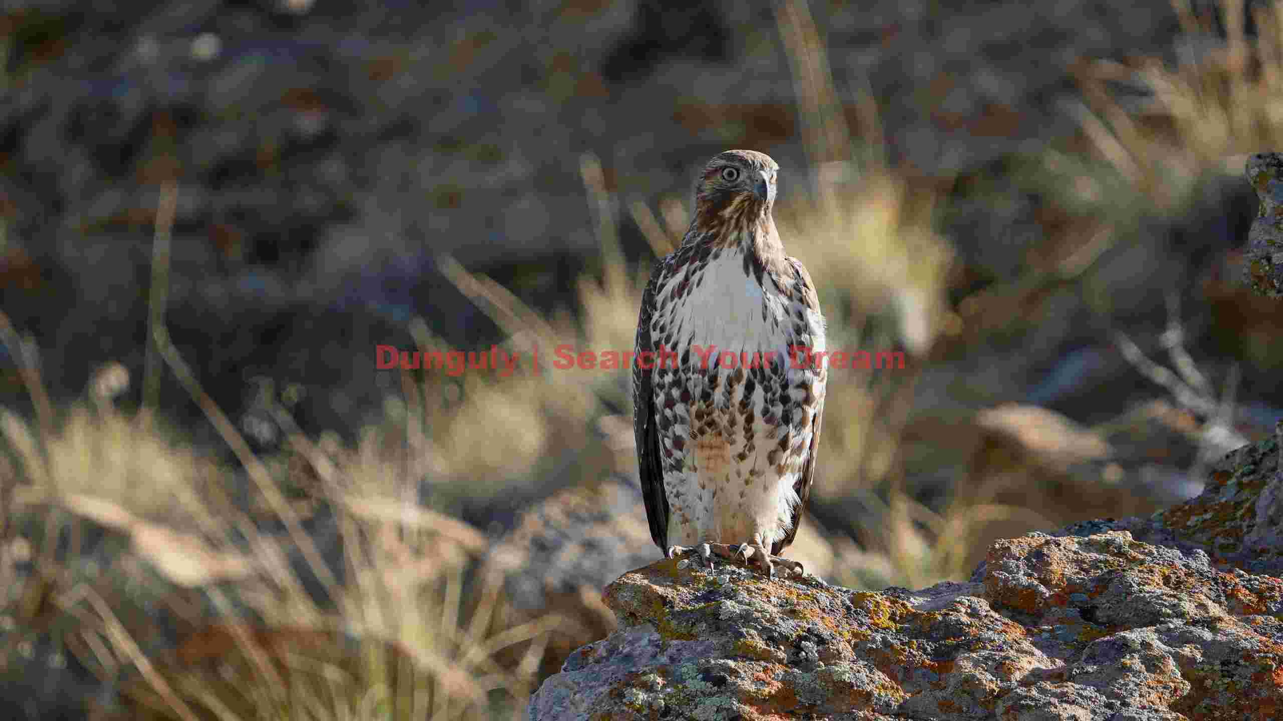 majestic hawk perched on rocky outcrop majestic hawk perched on rocky outcrop