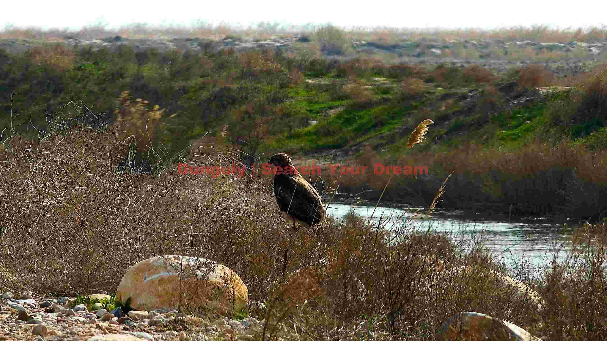 majestic hawk by the rivers edge majestic hawk by the rivers edge