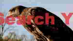 majestic hawks vigilant gaze