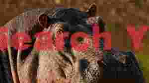 majestic hippopotamus portrait
