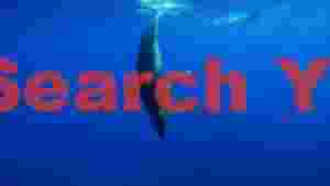 majestic humpback whale dive in deep blue
