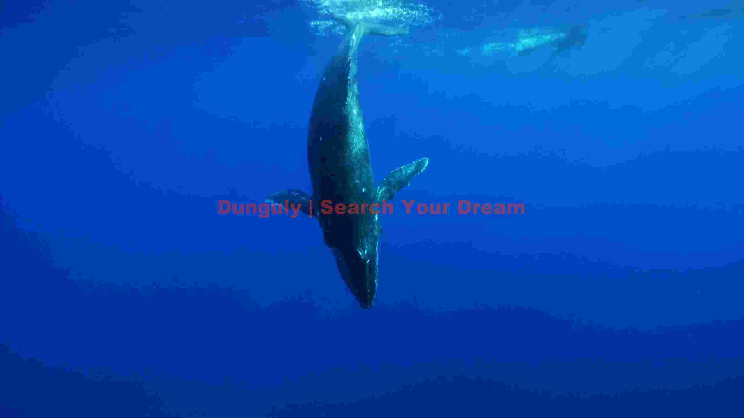 majestic humpback whale dive in deep blue majestic humpback whale dive in deep blue