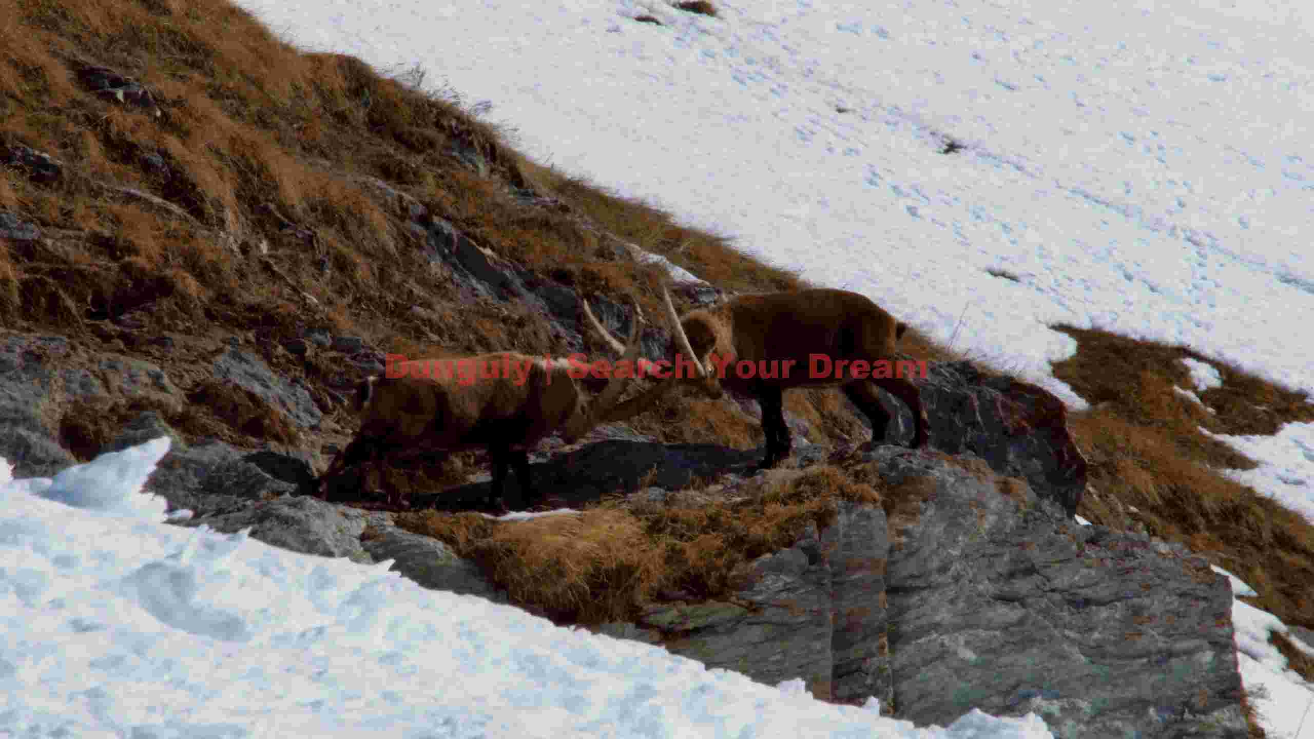 majestic ibex standoff in the snowy alps majestic ibex standoff in the snowy alps