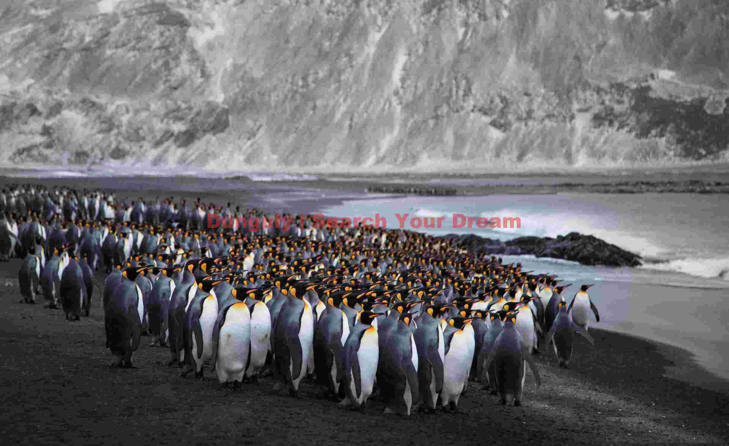 majestic king penguin colony on volcanic beach majestic king penguin colony on volcanic beach