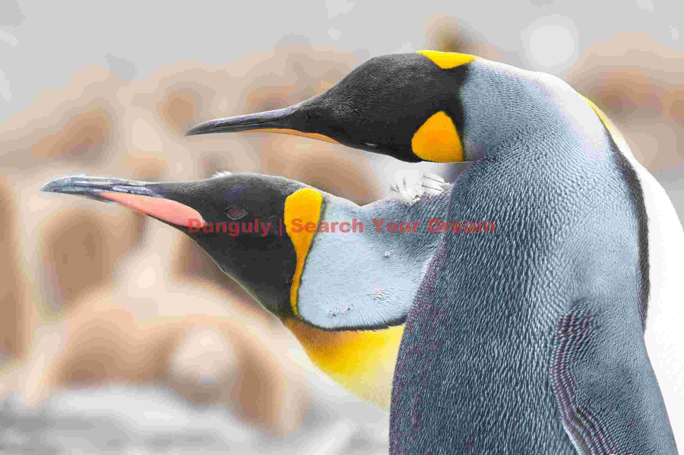 majestic king penguins close up majestic king penguins close up