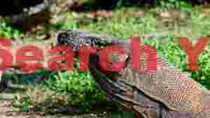 majestic komodo dragon up close