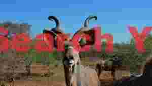 majestic kudu antelope in african bushveld