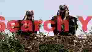 majestic lappet faced vulture pair