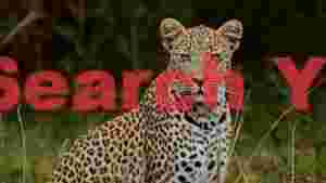majestic leopard portrait in its natural habitat