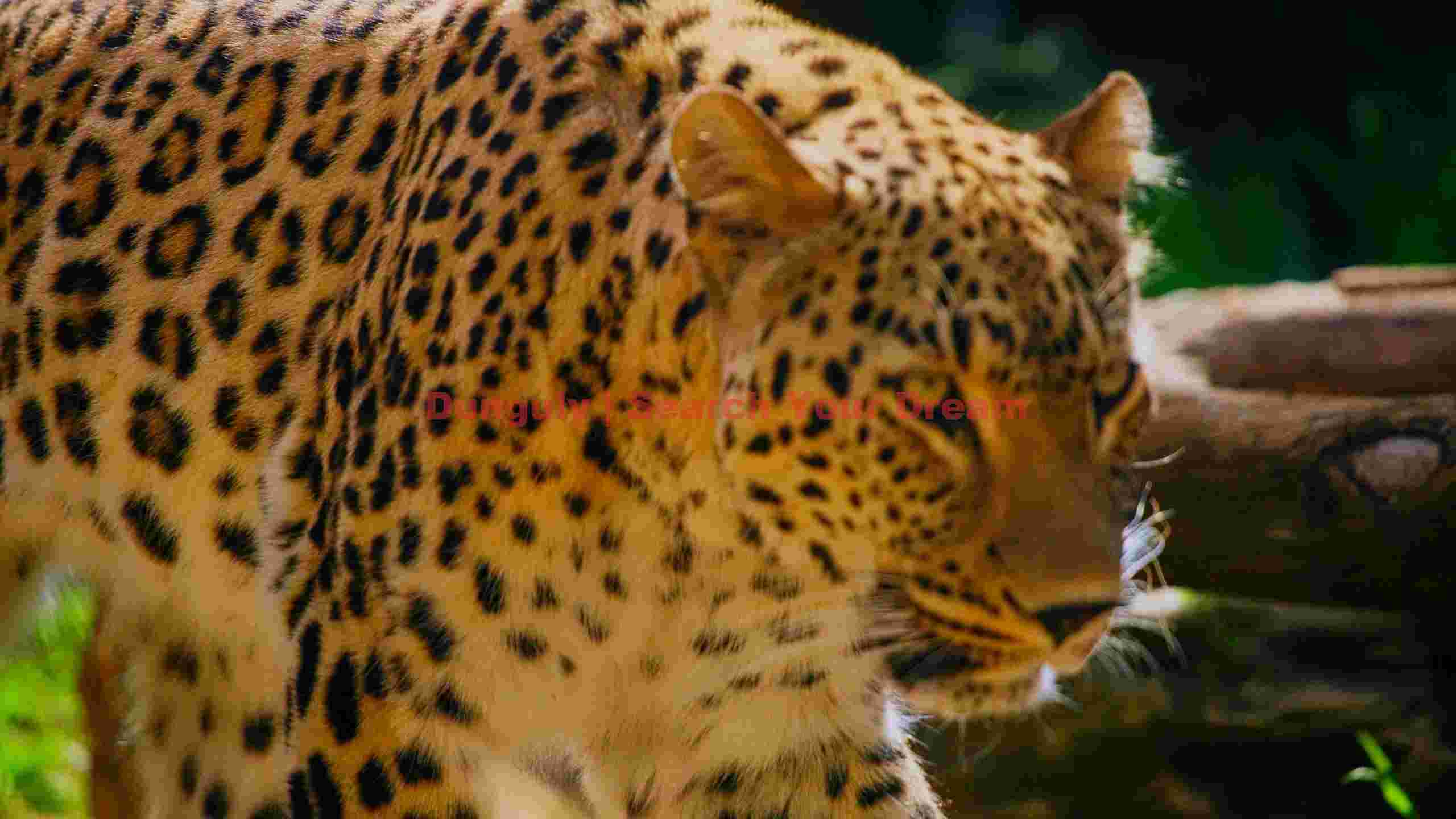 majestic leopard spotted hunters gaze majestic leopard spotted hunters gaze