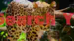 majestic leopards intense gaze