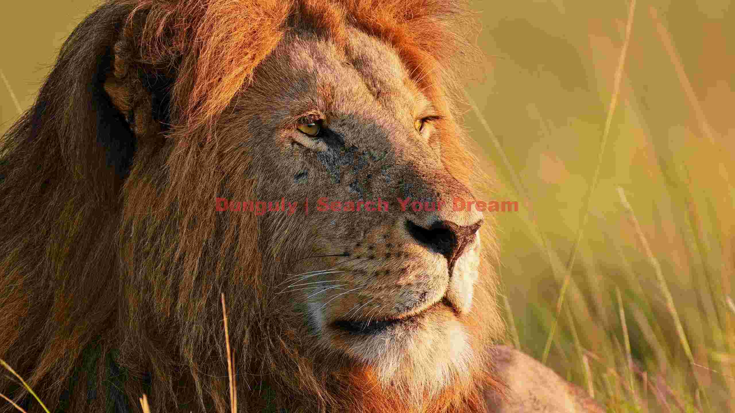 majestic lion in golden light majestic lion in golden light