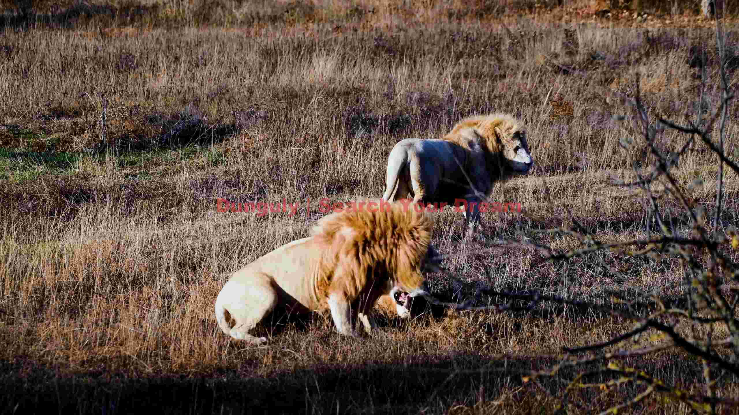 majestic lions in golden savanna grass majestic lions in golden savanna grass