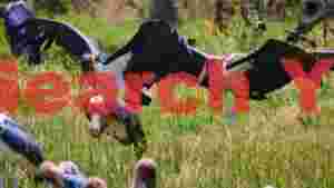 majestic marabou storks in grassy plains