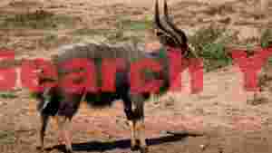 majestic nyala antelope in african landscape