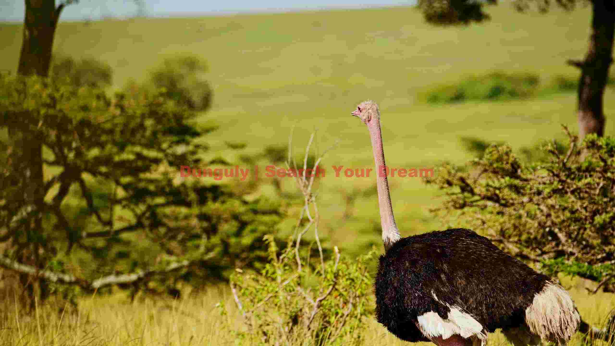 majestic ostrich in sunlit african savanna majestic ostrich in sunlit african savanna