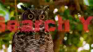 majestic owls intense gaze