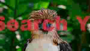 majestic philippine eagle portrait 1