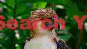 majestic philippine eagle portrait 2