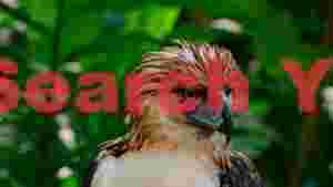 At Home majestic philippine eagle portrait