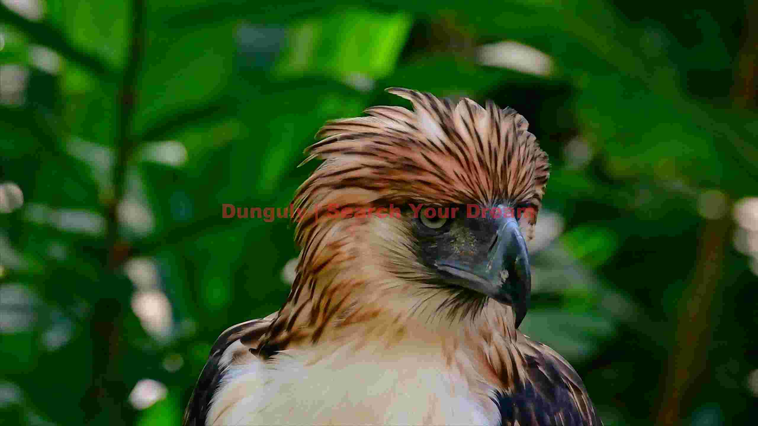 majestic philippine eagle portrait majestic philippine eagle portrait