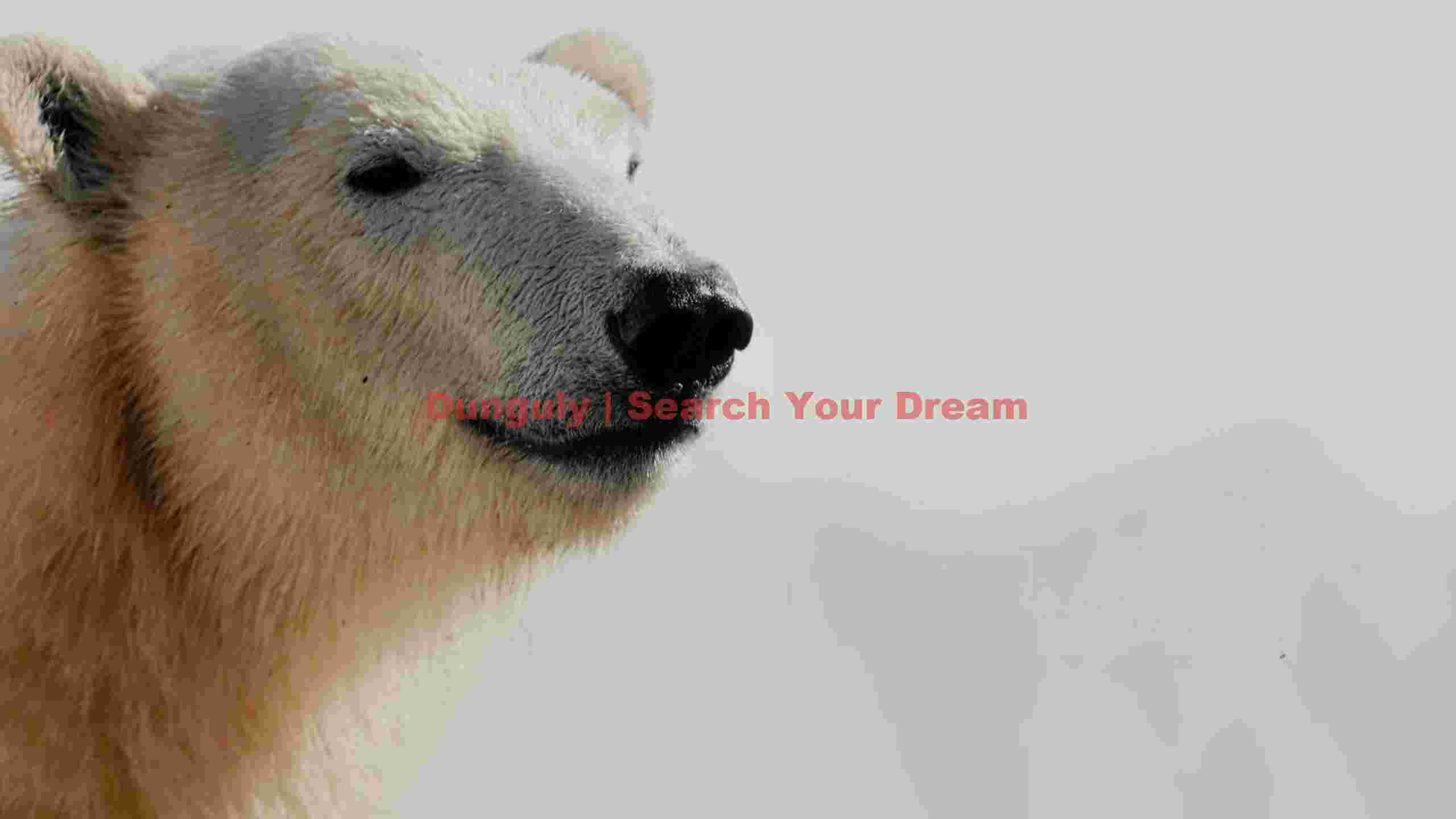 majestic polar bear profile majestic polar bear profile