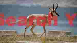 majestic pronghorn by the water