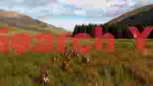 majestic red deer herd in highland valley