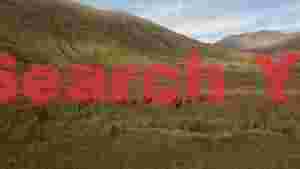 majestic red deer stags in a wild mountain valley